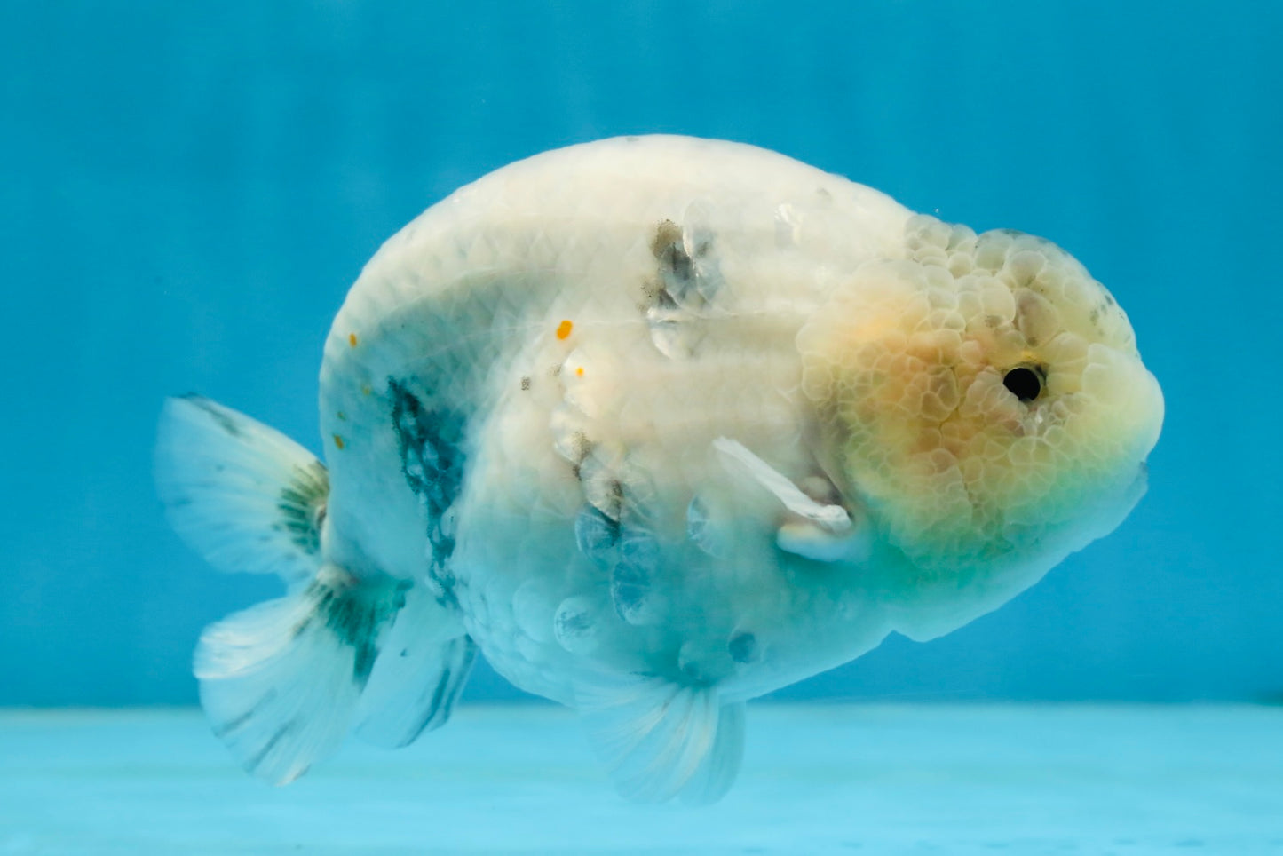 A Grade Marble LionKing 5 inches #071125LC_05