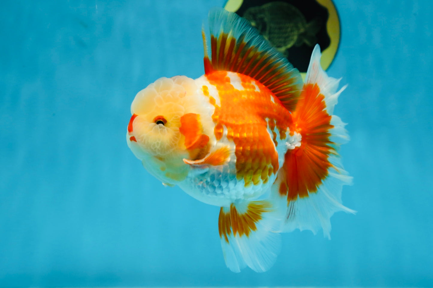 SHOW GRADE Won Runner 2nd Red White Oranda Male 5.5 inches Trophy Included #062025OR_01