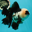 AAA Grade Giant Generation Panda Oranda Male 6.5 inches #102524OR_07