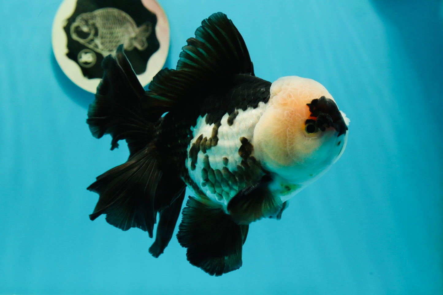 AAA Grade Giant Generation Panda Oranda Male 6.5 inches #102524OR_07