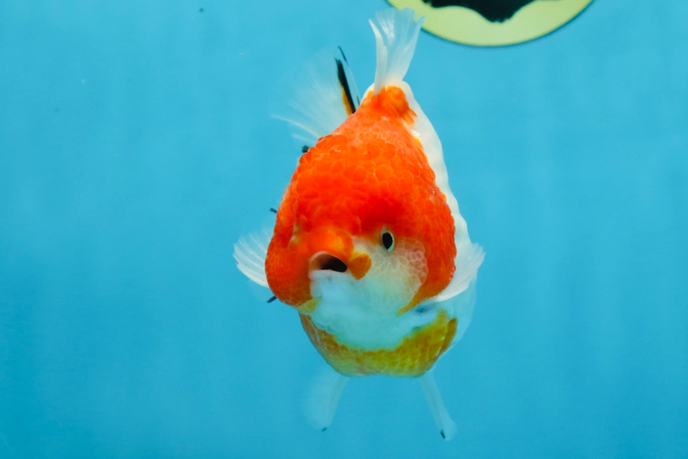 SUPER CUTE Sakura Yuanbao Male 4 inches #101725YB_27