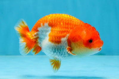 CHUBBY AAA Grade Red White LionQueen 4-4.5 inches #102425LC_13