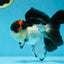 Lava Tricolor Oranda Male 5-5.5 inches #053025OR_20