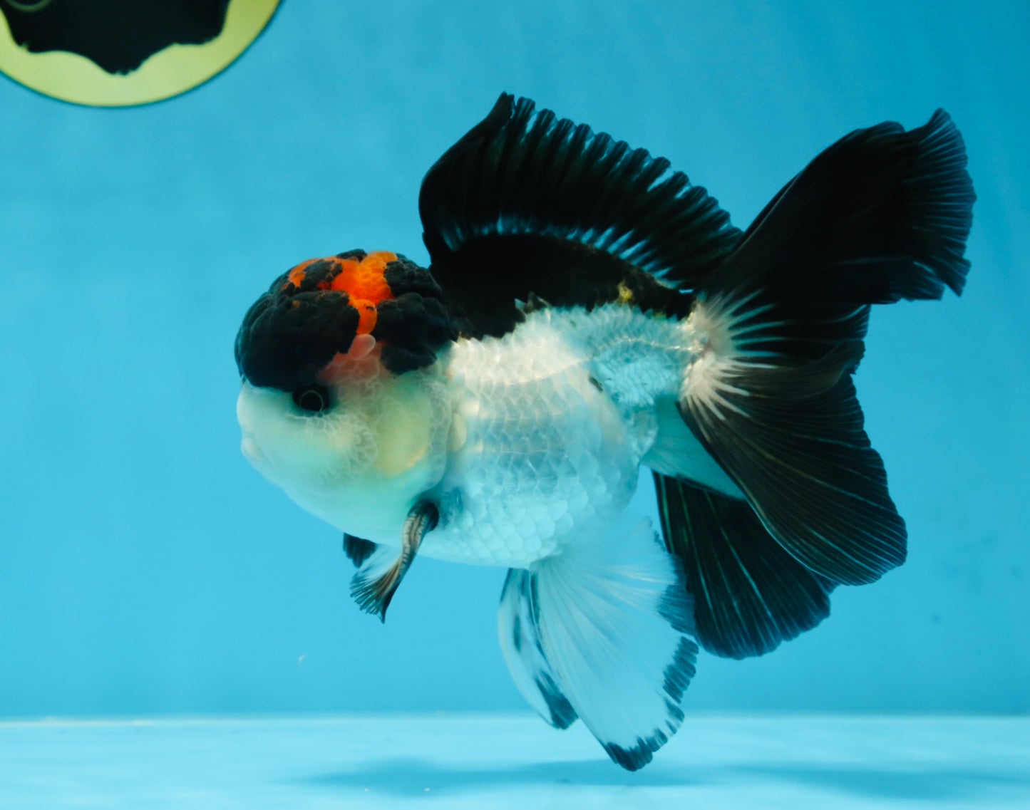Lava Tricolor Oranda Male 5-5.5 inches #053025OR_20