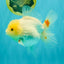 A Grade White Oranda Female 6.5 inches #071726OR_18