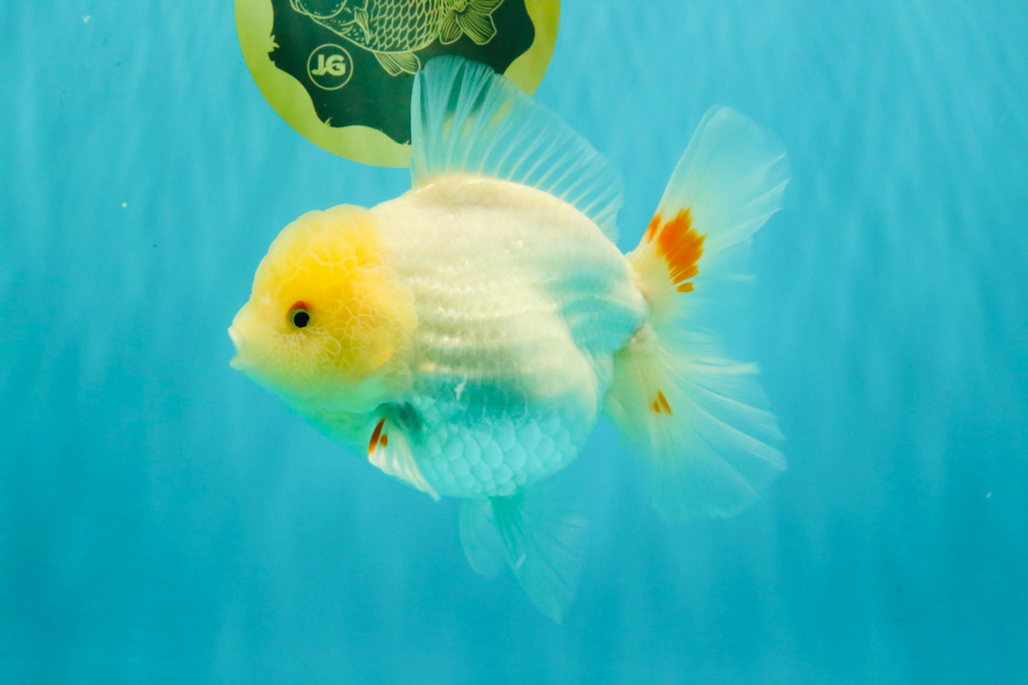 A Grade White Oranda Female 6.5 inches #071726OR_18