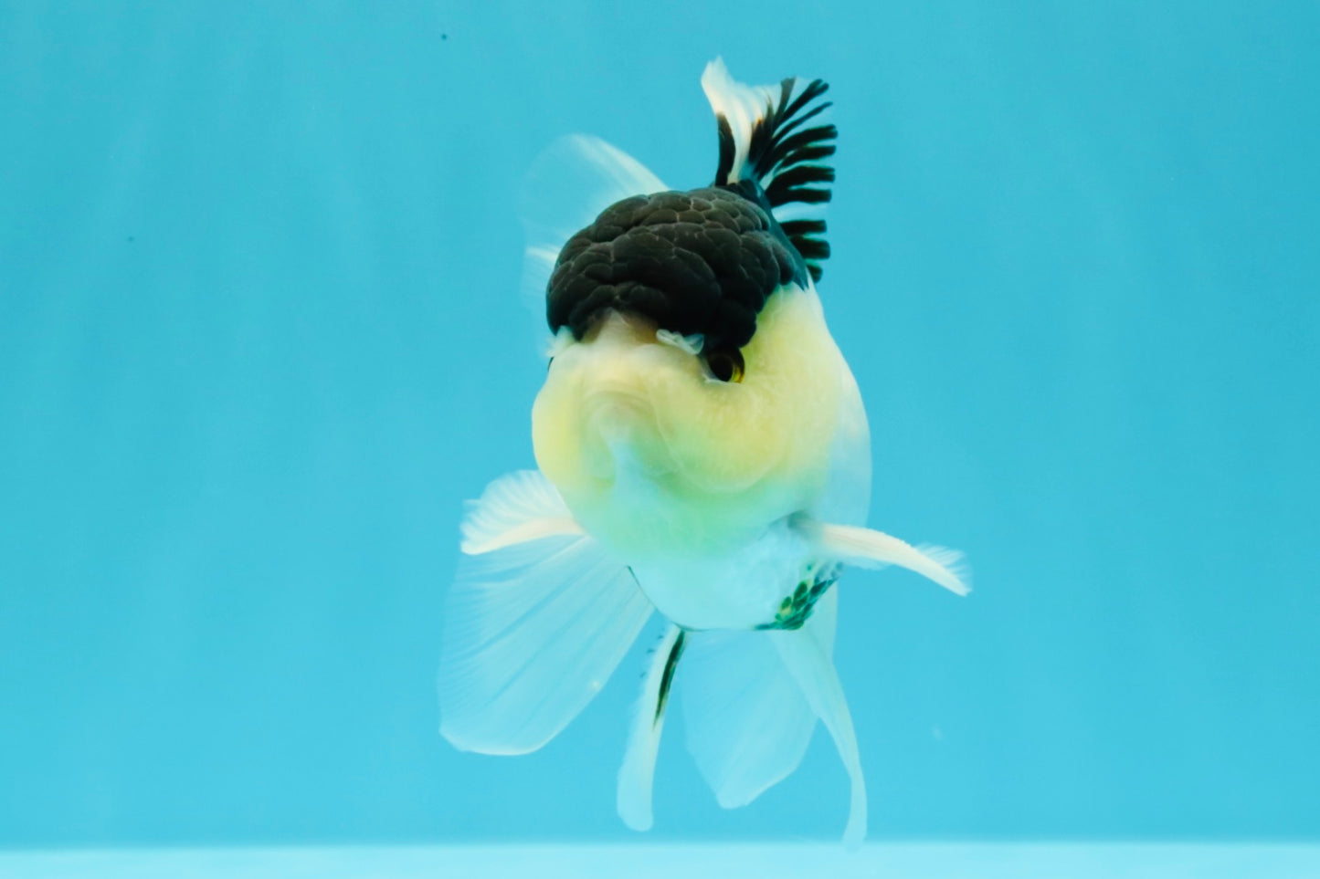 Panda Oranda Male 5 inches #031326OR_29