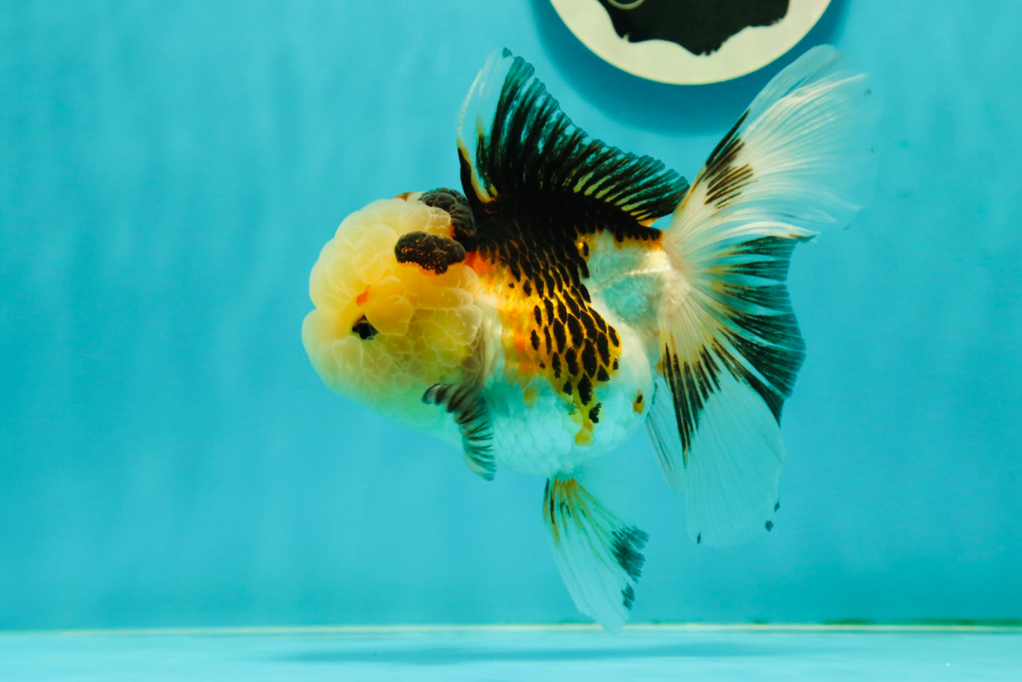 BULLDOG Jelly Wen Tricolor Oranda Female 5 inches #1018OR_18