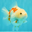 A Grade Red White Yuanbao Female 5-5.5 inches #082126YB_28