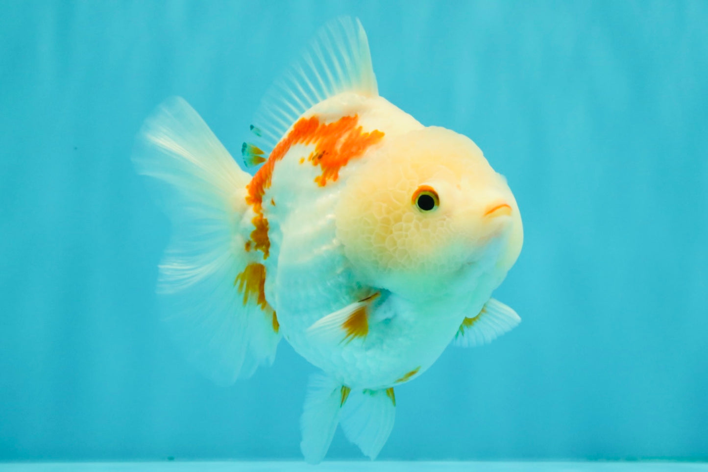 A Grade Red White Yuanbao Female 5-5.5 inches #082126YB_28