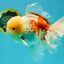 FLUFFY AAA Grade Jumbo Boradtail Red White Oranda Male 8.5 inches #072426OR_02