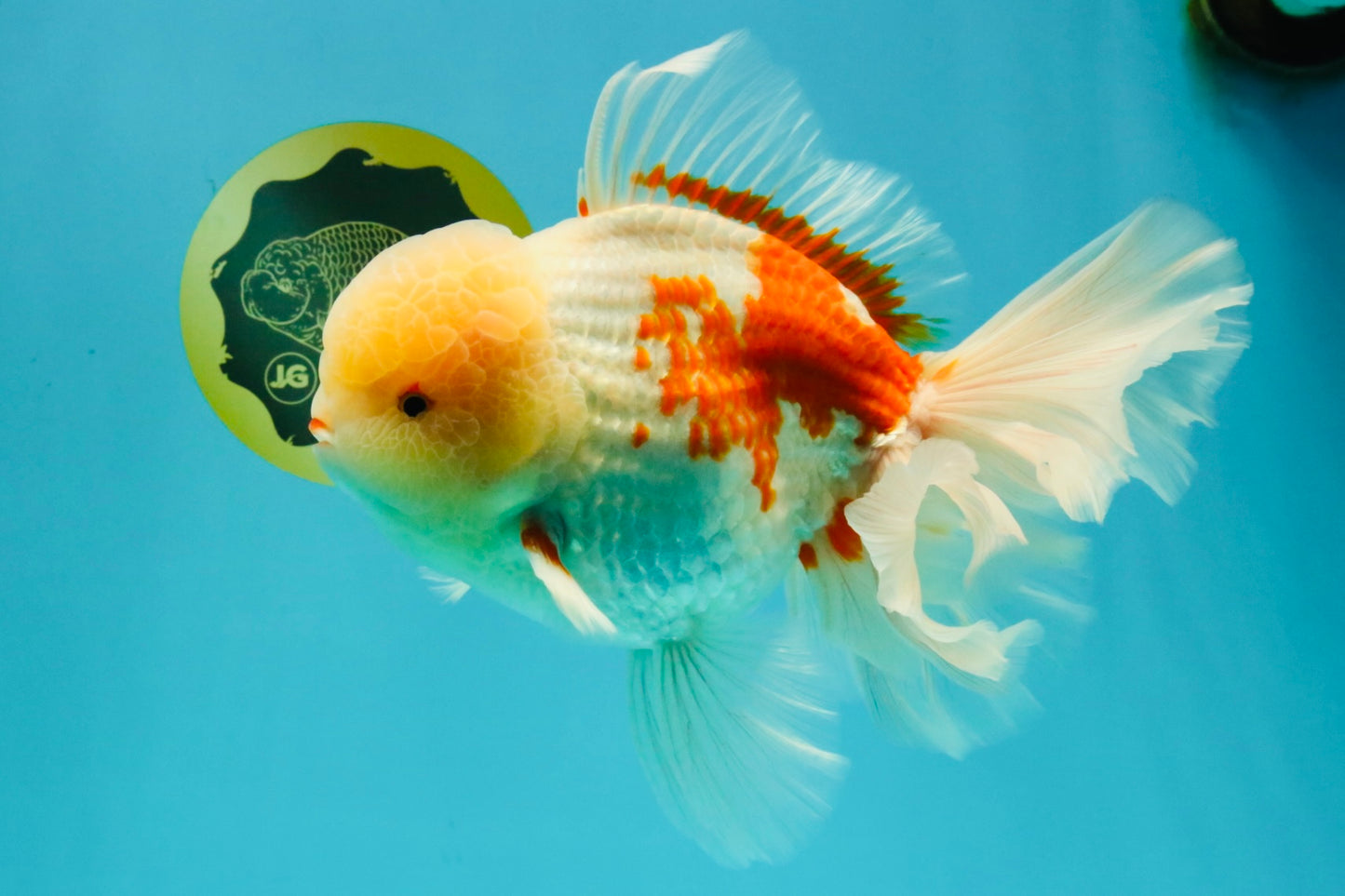 FLUFFY AAA Grade Jumbo Boradtail Red White Oranda Male 8.5 inches #072426OR_02
