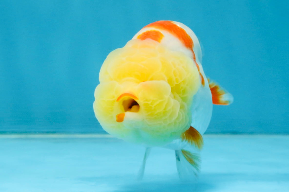 BULLDOG FACE A Grade Red White Kohaku LionQueen 4 inches #120525LC_09