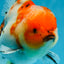 A Grade Flowy Sakura Oranda Female 6 inches #062025OR_22