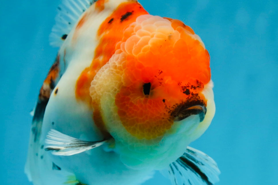 A Grade Flowy Sakura Oranda Female 6 inches #062025OR_22