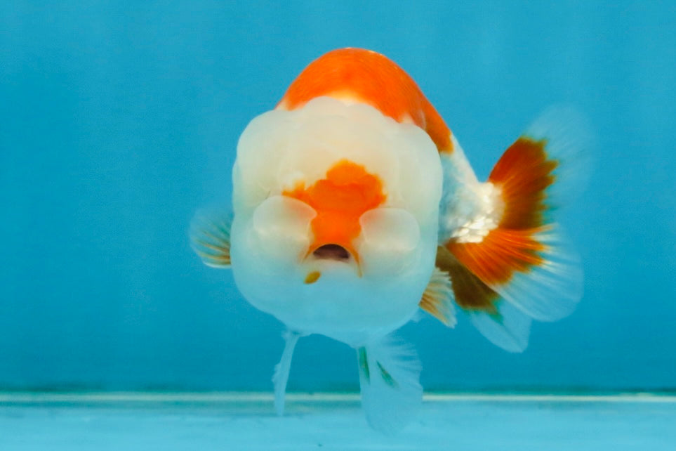 SANTA A Grade Red White LionQueen 4-4.5 inches #120525LC_12