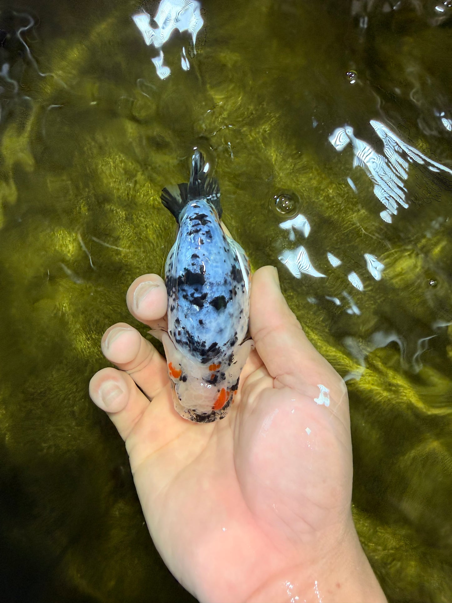 A Grade Tricolor Tiger Ranchu Female 4 inches #061926RC_11