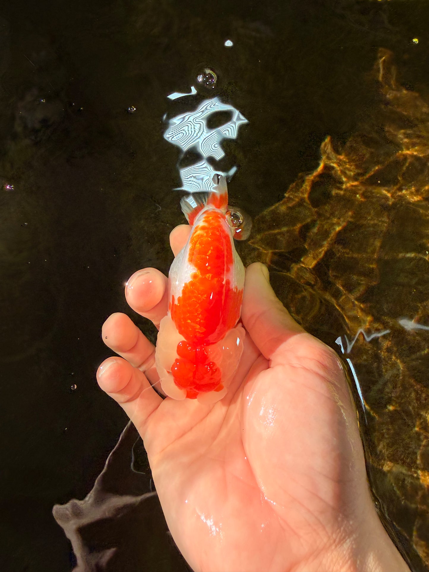 SUPER CUTE AAA Grade Red White LionQueen 4  inches #102425LC_14