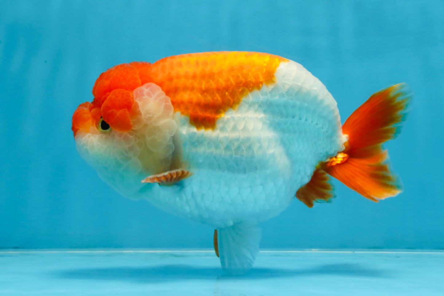 A Grade Red White LionKing 5.5-6 inches #103125LC_10