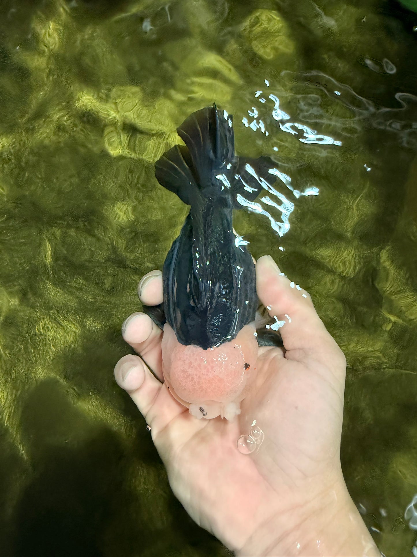 Pompom Panda Button Eyes Yuanbao Male 5-5.5 inches #040326YB_04