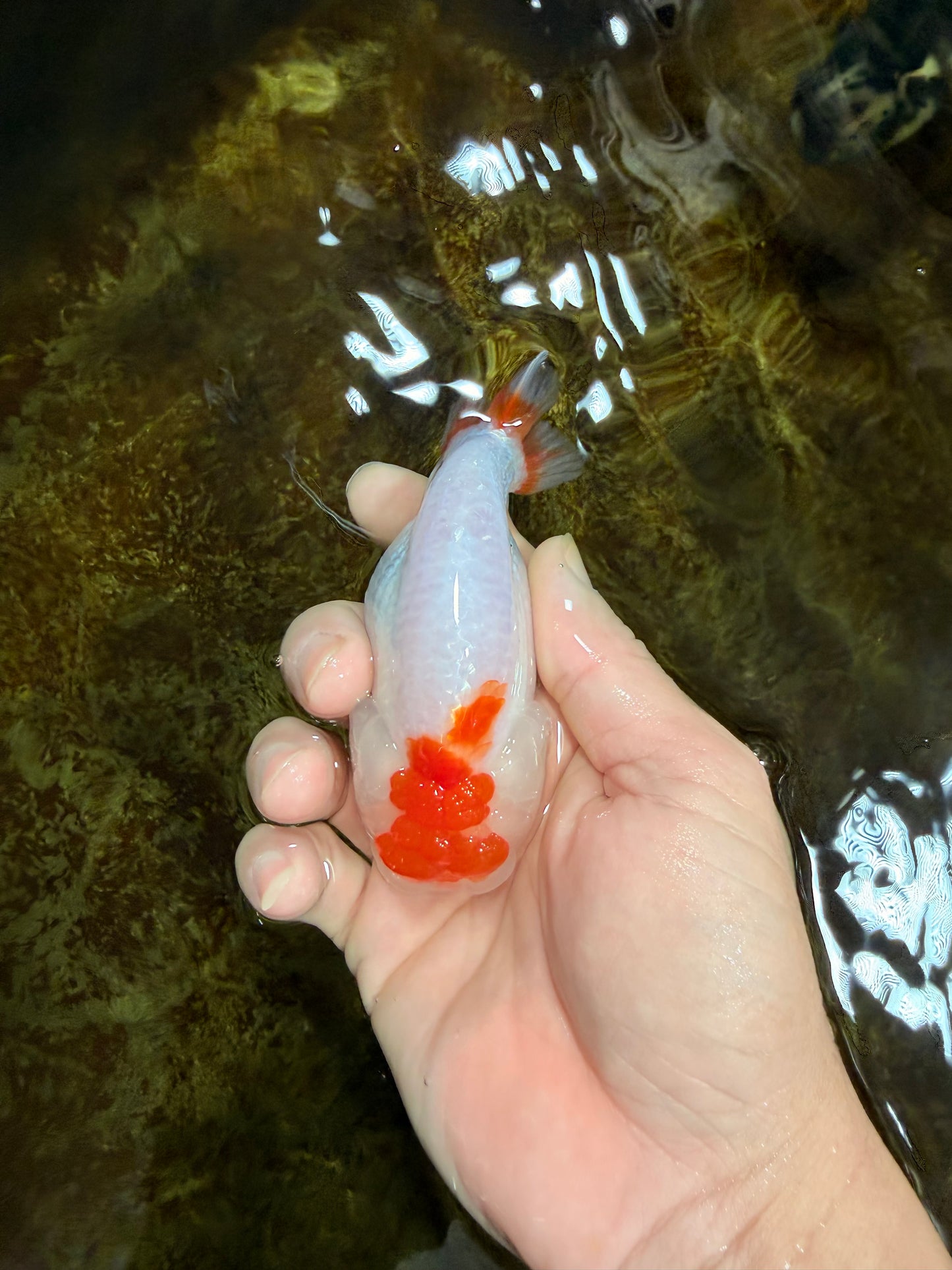 TANCHO Red White LionChu Female 4-4.5 inches #120525LC_15