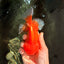 A Grade Red White Oranda Male 5.5-6 inches #041726OR_13