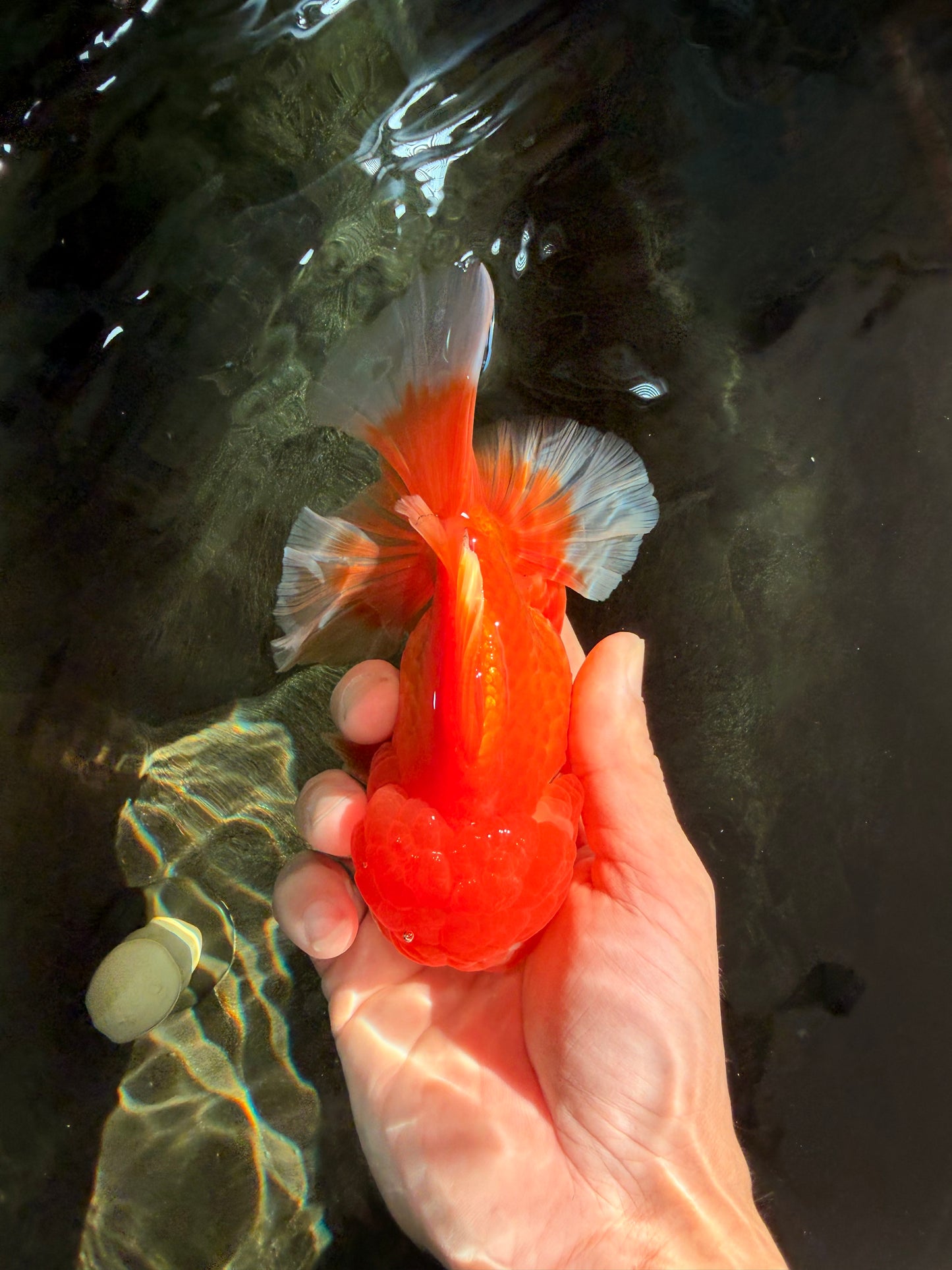 A Grade Red White Oranda Male 5.5-6 inches #041726OR_13