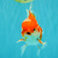 A Grade Red White Oranda Male 5.5  inches #073126OR_10