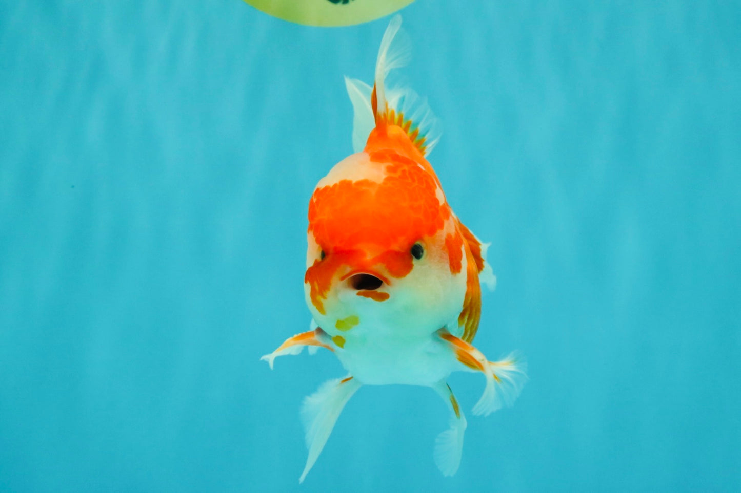 A Grade Red White Oranda Male 5.5  inches #073126OR_10
