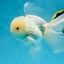 AAA Grade Snow White Oranda Male 5.5-6 inches #062725OR_20