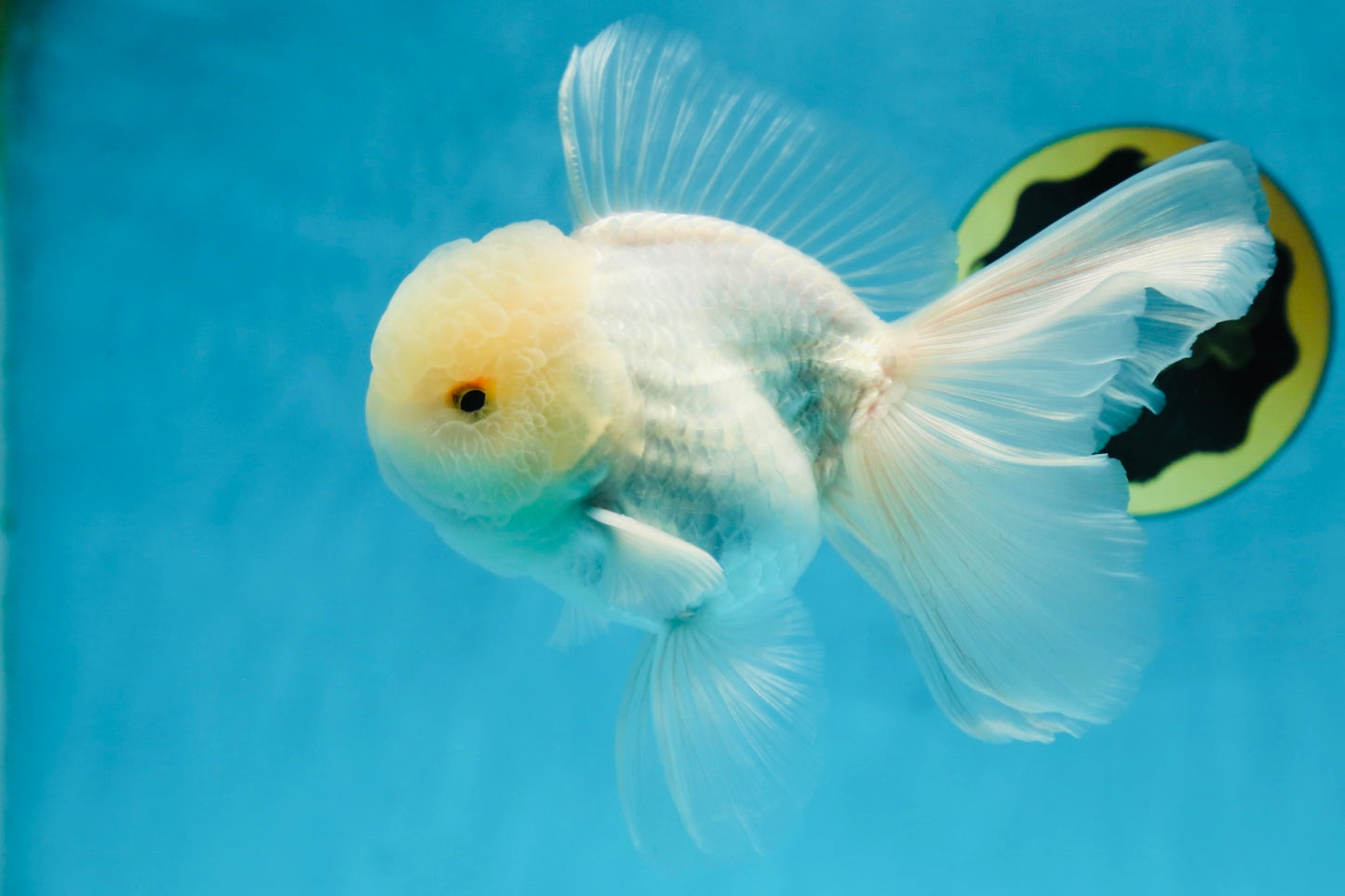 AAA Grade Snow White Oranda Male 5.5-6 inches #062725OR_20