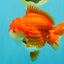 CHONKY AAA Grade Red White Yuanbao Male 5.5-6 inches #050126YB_17