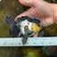 Panda Oranda Female 4.5-5 inches #071125OR_08