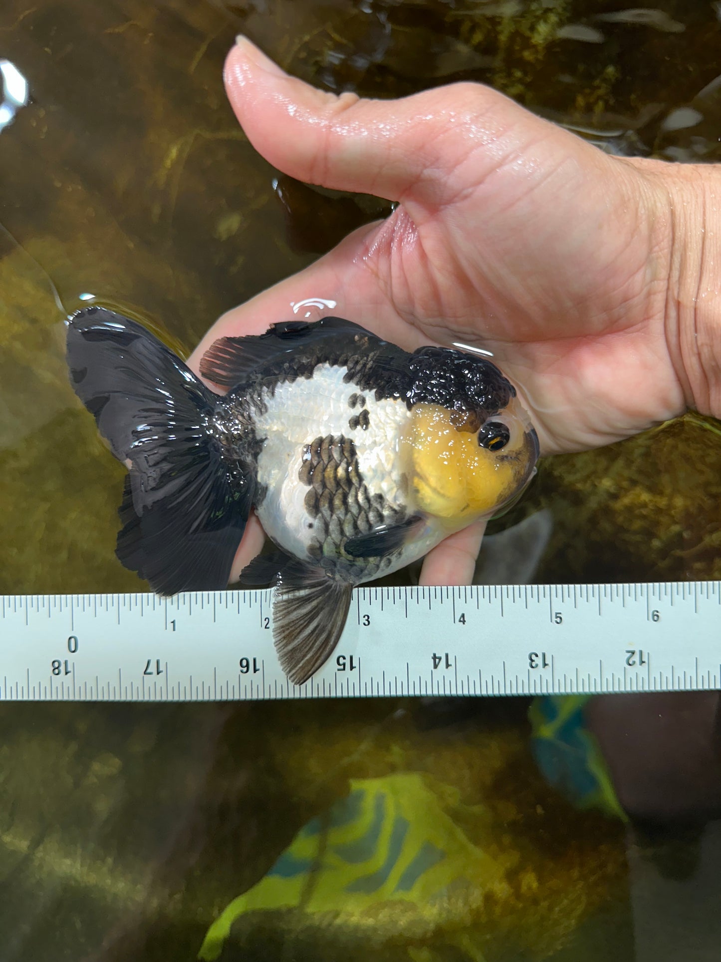 Panda Oranda Female 4.5-5 inches #071125OR_08