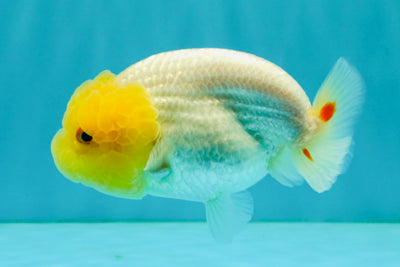 A Grade Red White LionQueen Female 4.5 inches #042426LC_17