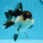 AAA Grade Tricolor Oranda Female 4.5 inches #0830OR_04