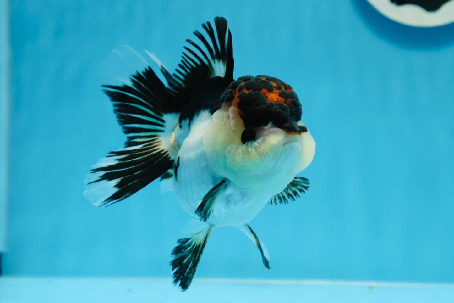 AAA Grade Tricolor Oranda Female 4.5 inches #0830OR_04