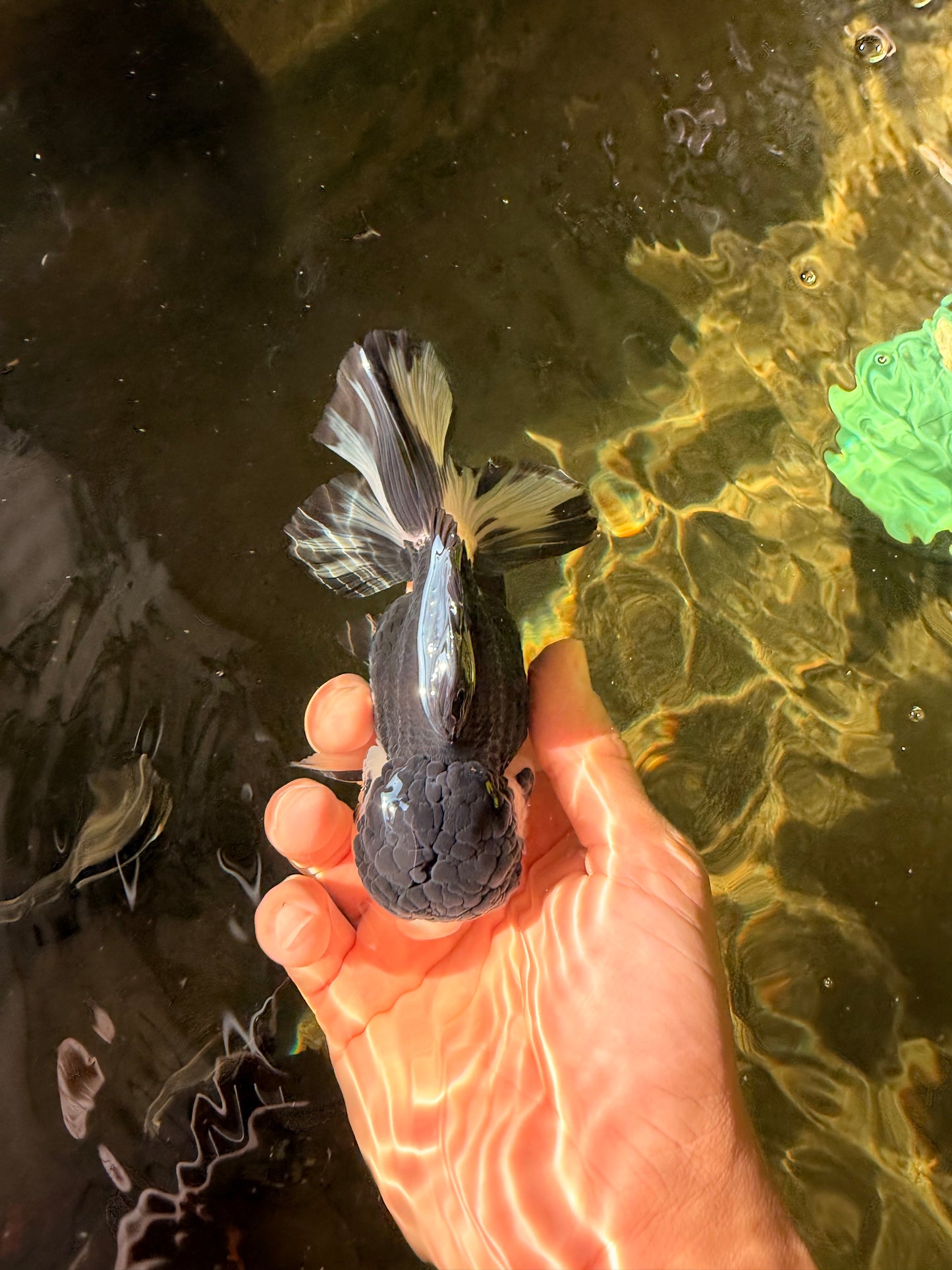 SPECIAL A Grade Panda Oranda Male 5-5.5 inches #030626OR_24