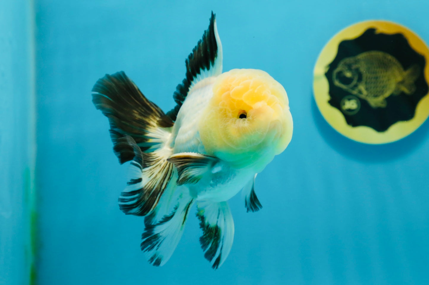 A Grade Lemonhead Oranda Male 5 inches #120624OR_08