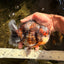 CHONKY AAA Grade Calico Kirin Yuanbao Male 5.5 inches #050826YB_08