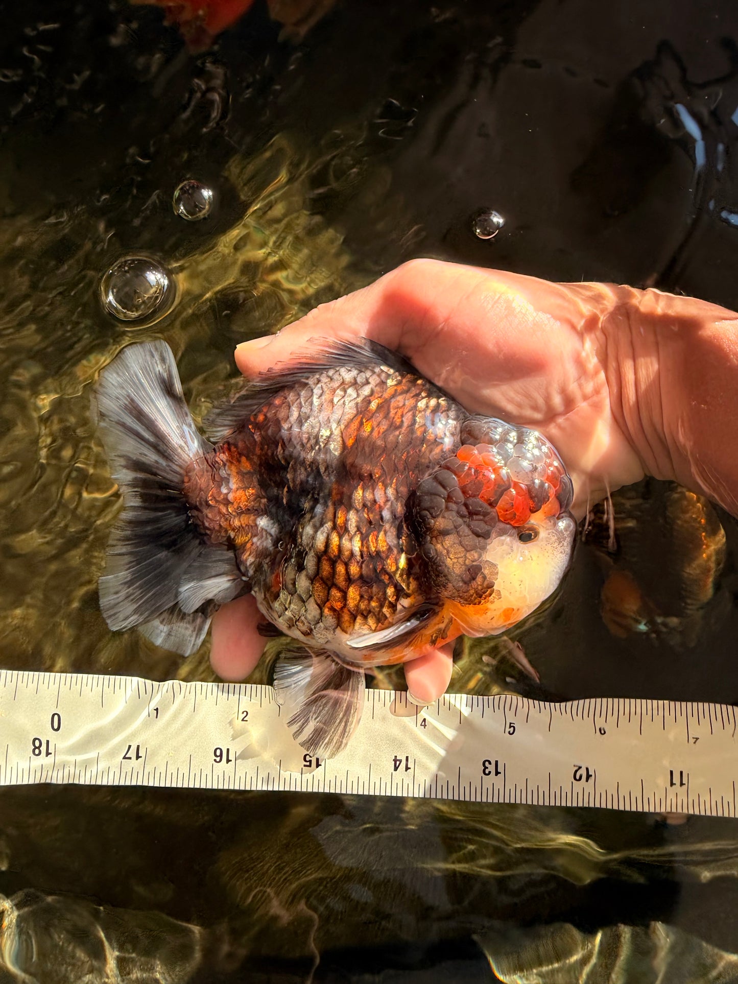 CHONKY AAA Grade Calico Kirin Yuanbao Male 5.5 inches #050826YB_08
