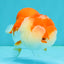CHUBBY A Grade Red White LionQueen Female 4 inches #042426LC_20