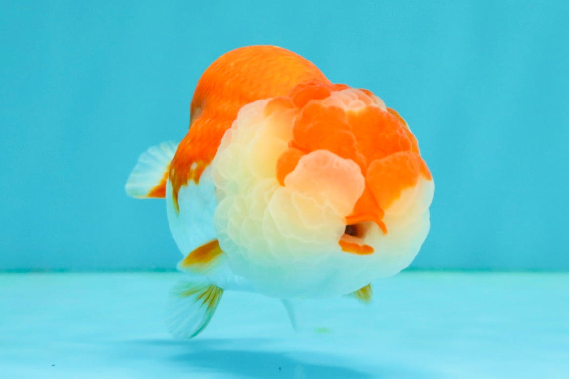 CHUBBY A Grade Red White LionQueen Female 4 inches #042426LC_20