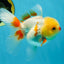 A Grade Red White Oranda Female 5 inches #050925OR_36