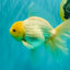 A Grade White Oranda Male 6-6.5 inches #100926OR_20