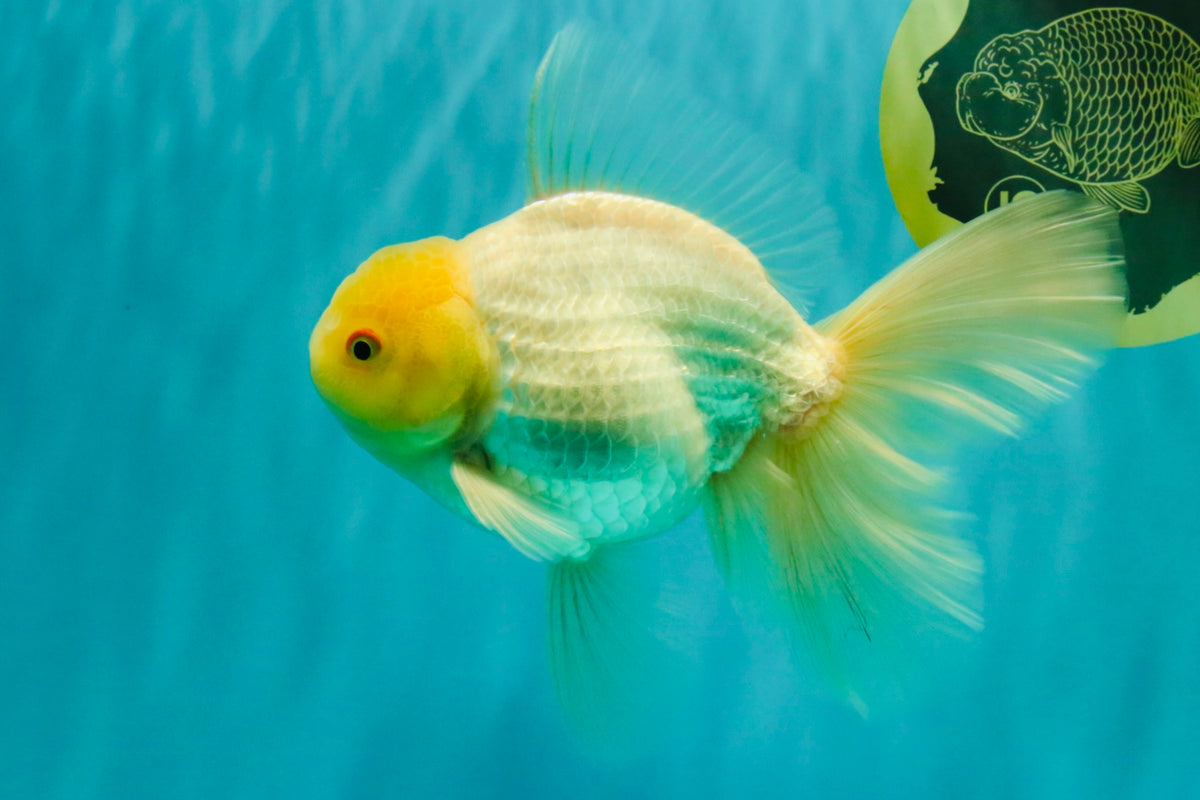 A Grade White Oranda Male 6-6.5 inches #100926OR_20