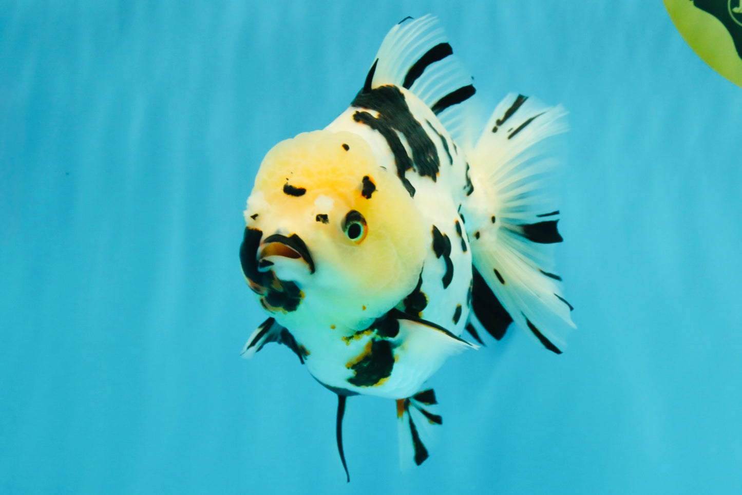 A Grade Special White Tiger Yuanbao Female 6 inches #022726YB_08