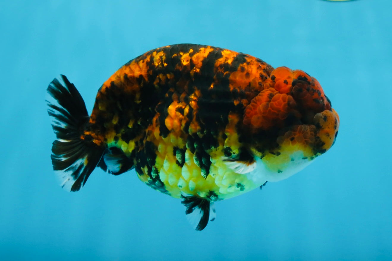 A Grade Tiger LionKing 4.5-5 inches #071125LC_03