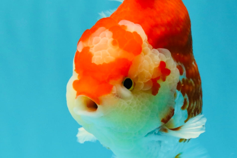 JUMBO A Grade Red White Yuanbao Male 5.5-6 inches #032026YB_22