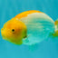 A Grade Orange White LionQueen 5 inches #072426LC_32
